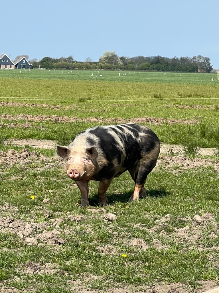 Texel 7: Dagwandeling Oostereind · WaddenWandelen etappe 7