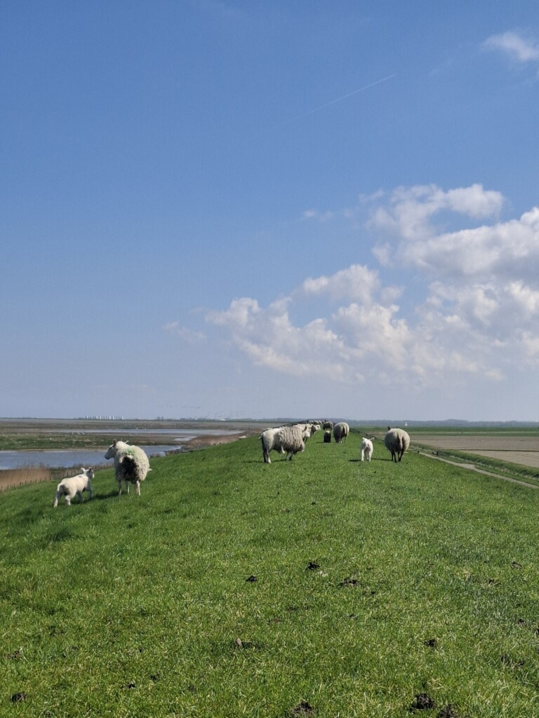 Nederlands Kustpad 3