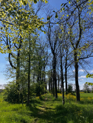 Station Culemborg - Beusichem (bushalte Kerk) · Betuwepad etappe 6