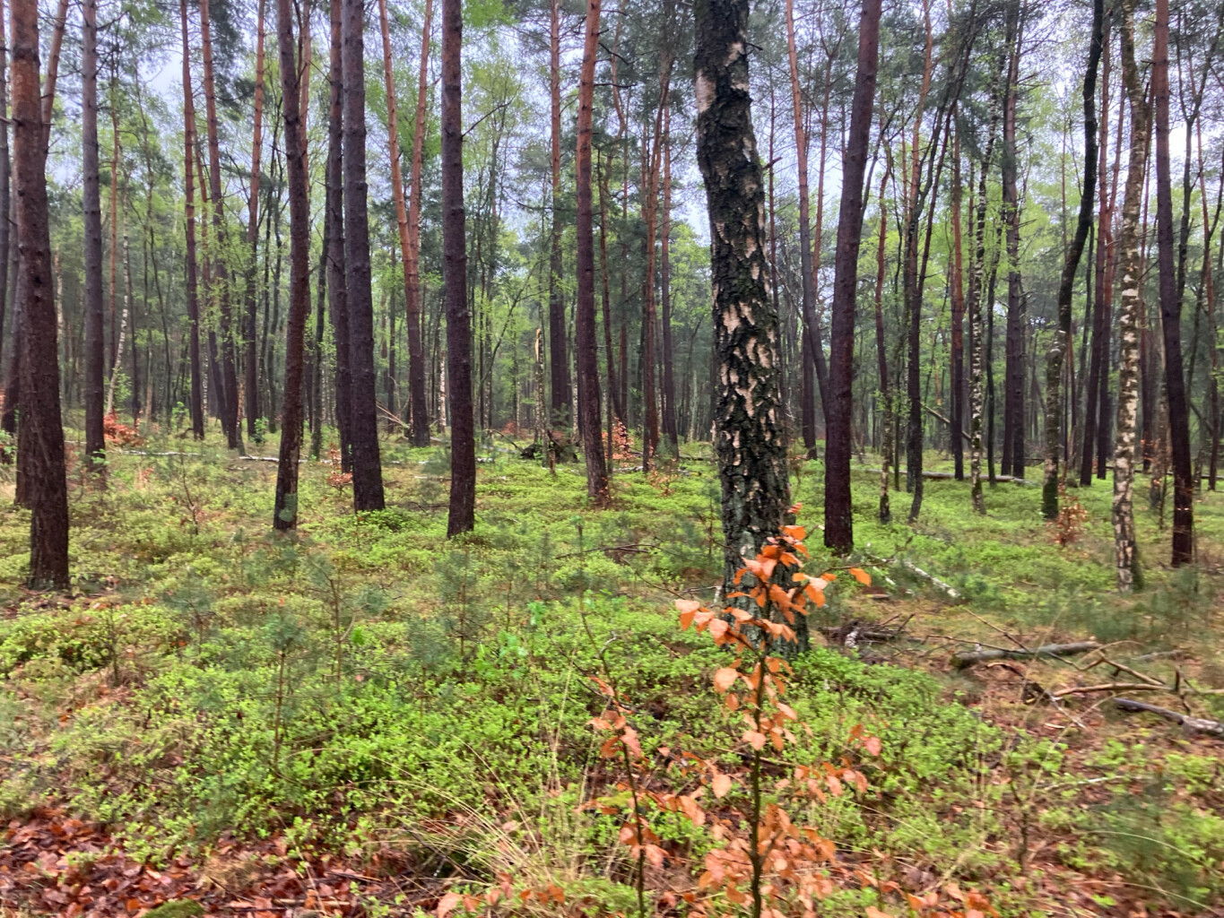 Station Harderwijk - Station Nunspeet · Westerborkpad etappe 13