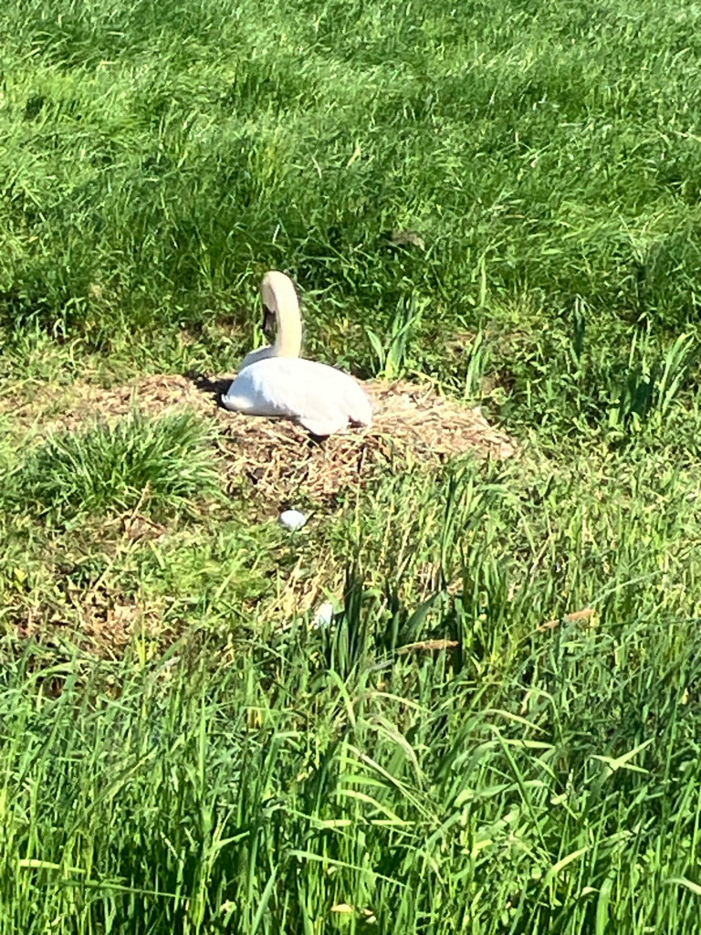 Station Zwolle - Lichtmis · Westerborkpad etappe 20