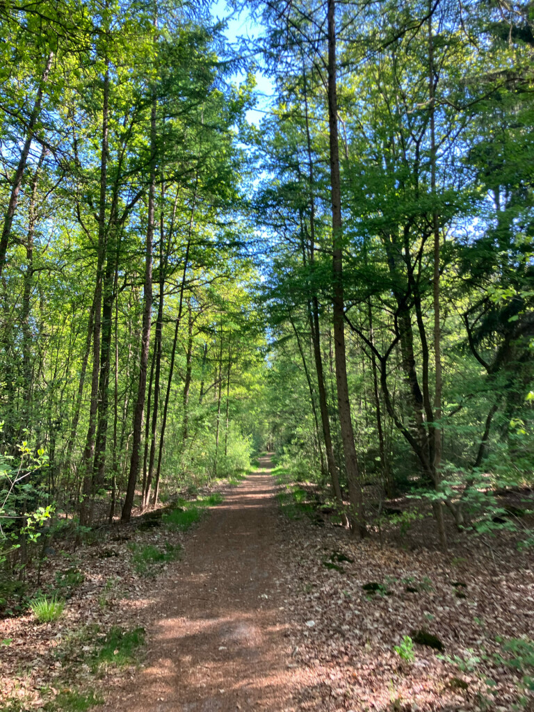 Lichtmis - Staphorst · Westerborkpad etappe 21