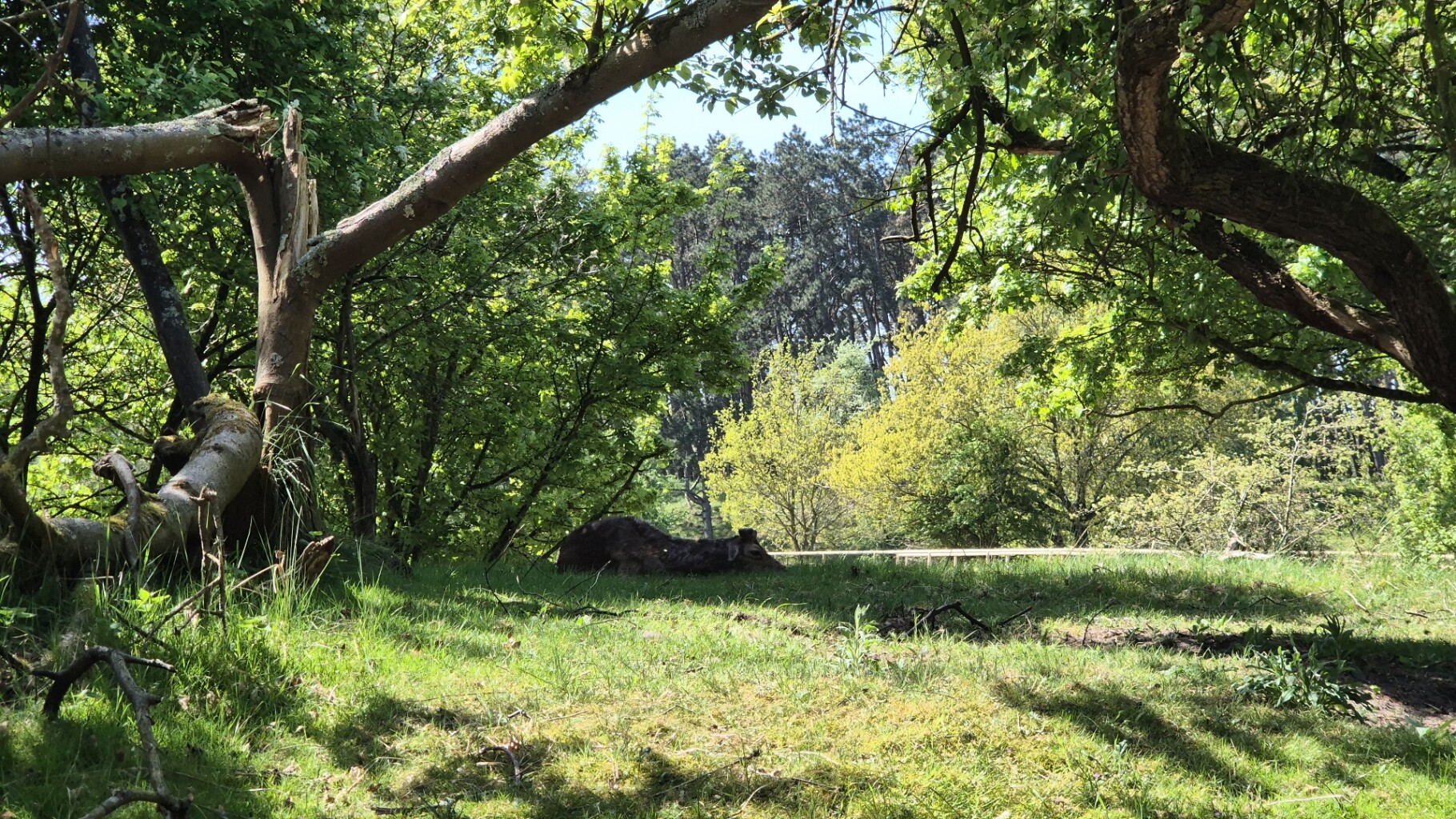 waterleiding duinen witte paaltjes