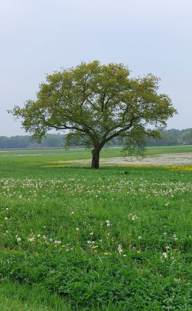 Kolham - Glimmen · Roots Natuurpad etappe 3