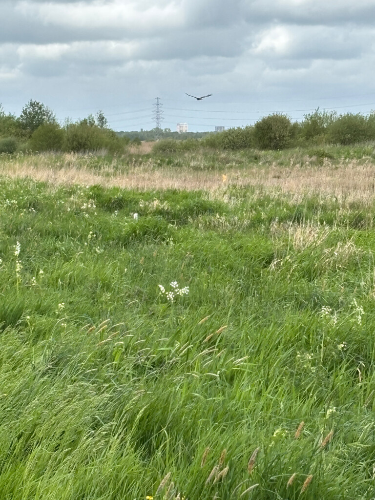 Peizermade - Glimmen · Drenthepad etappe 9