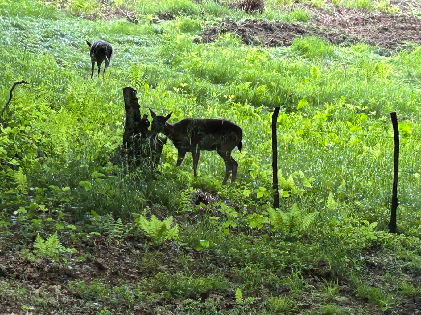 Slenaken - Vaals · Krijtlandpad etappe 3