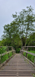 Oud Avereest - Geel