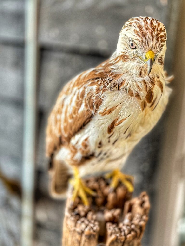 Bussum - Baarn · Trekvogelpad etappe 9