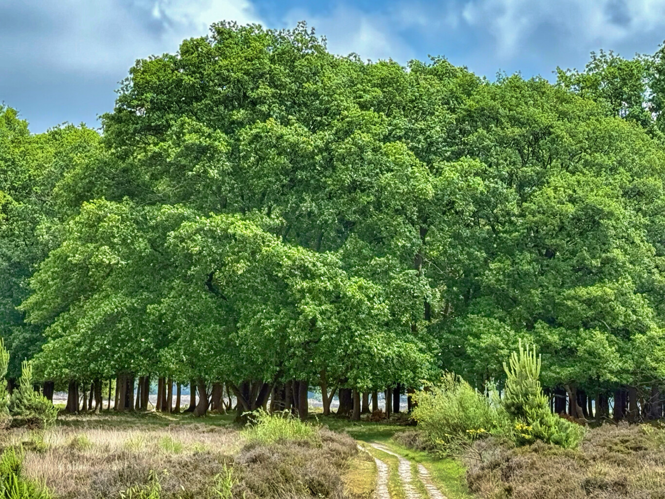 Bussum - Baarn · Trekvogelpad etappe 9