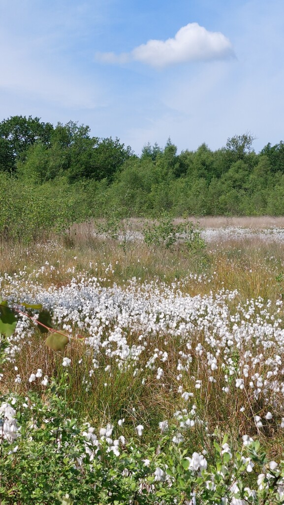 Papenvoort - Hooghalen · Roots Natuurpad etappe 7