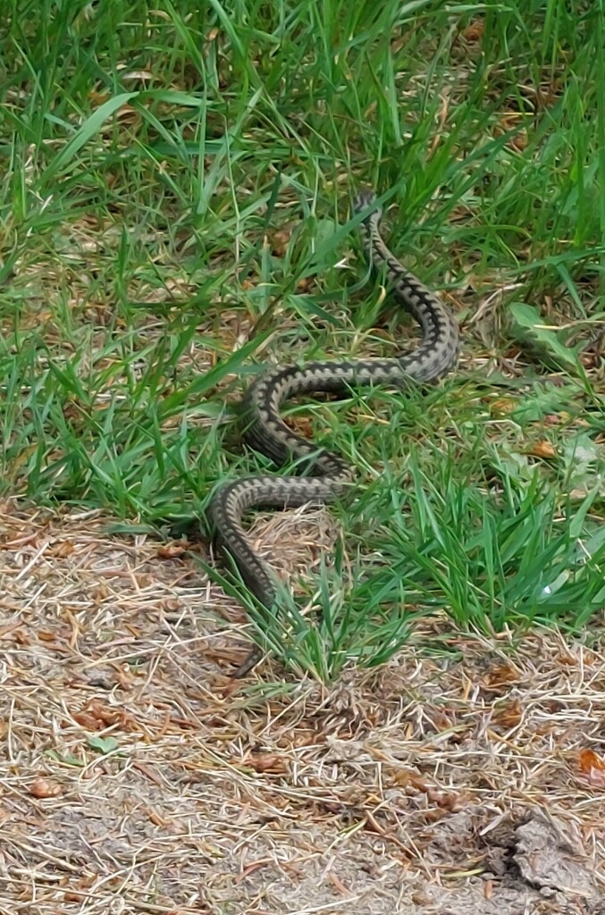 Papenvoort - Hooghalen · Roots Natuurpad etappe 7