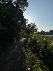 Weusthag - Geel
