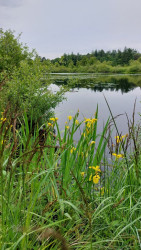 Zuidlaren - Rolde · Roots Natuurpad etappe 5