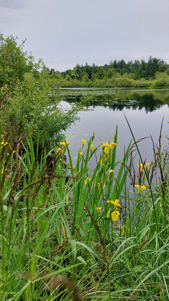 Zuidlaren - Rolde · Roots Natuurpad etappe 5