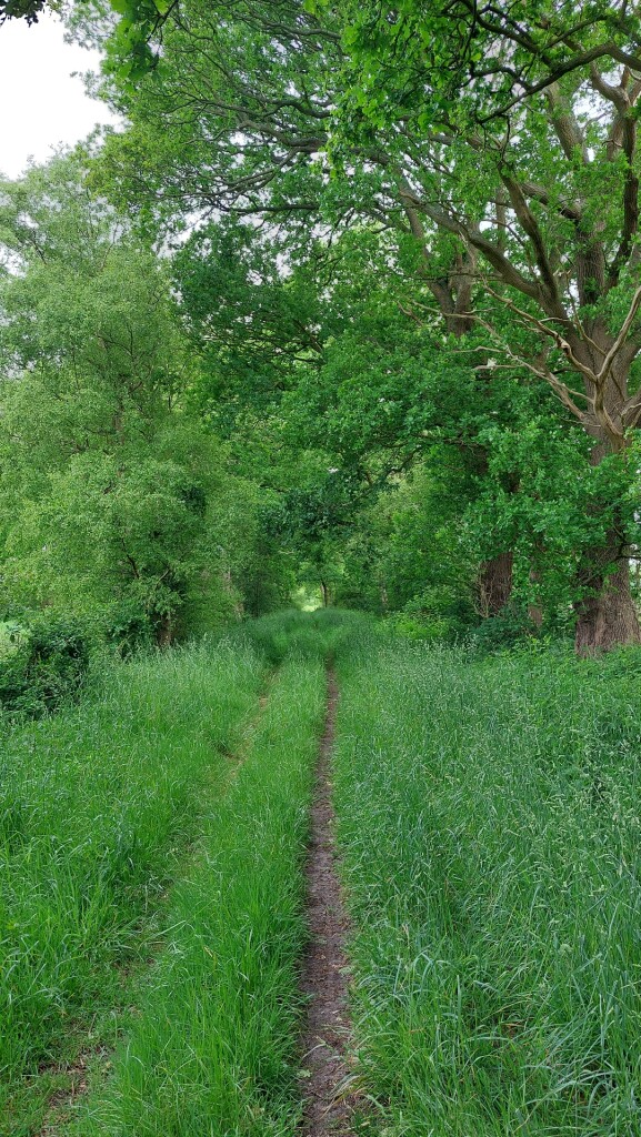 Zuidlaren - Rolde · Roots Natuurpad etappe 5