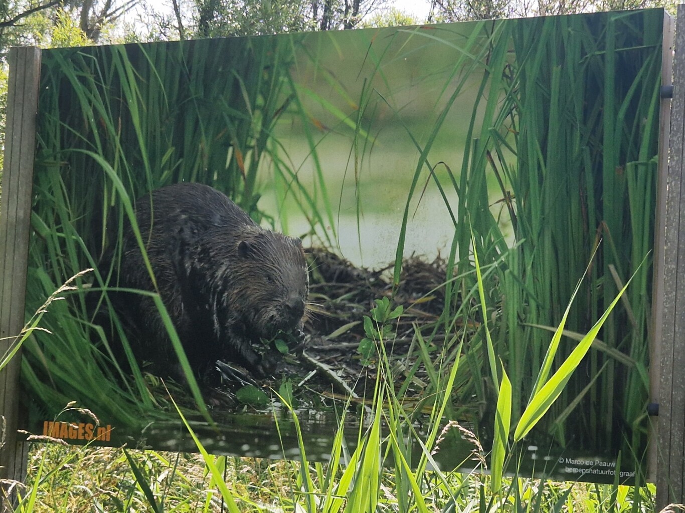 Rondje in Nationaal Park De Biesbosch