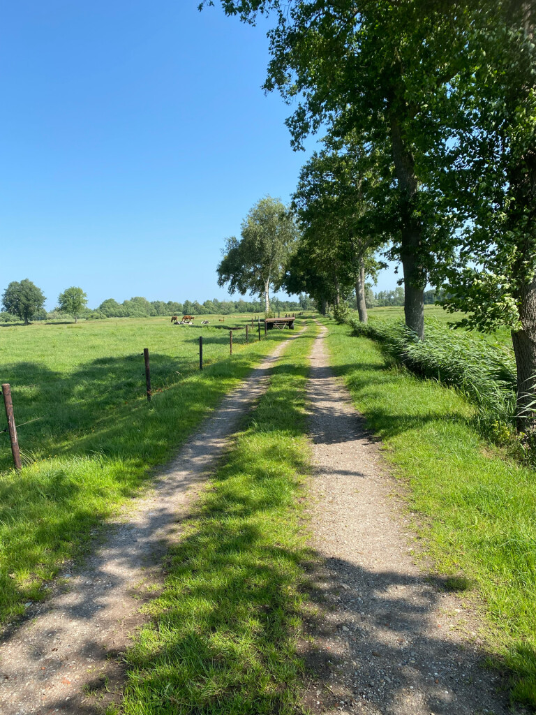 Reeststouwe - Oranje