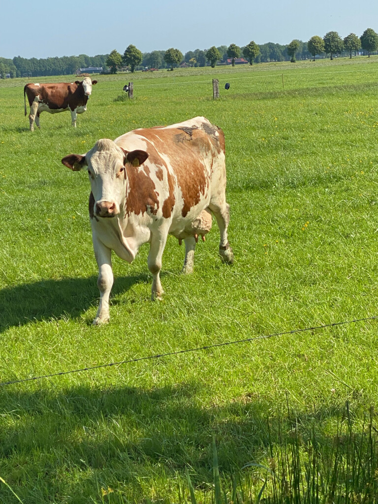Reeststouwe - Oranje
