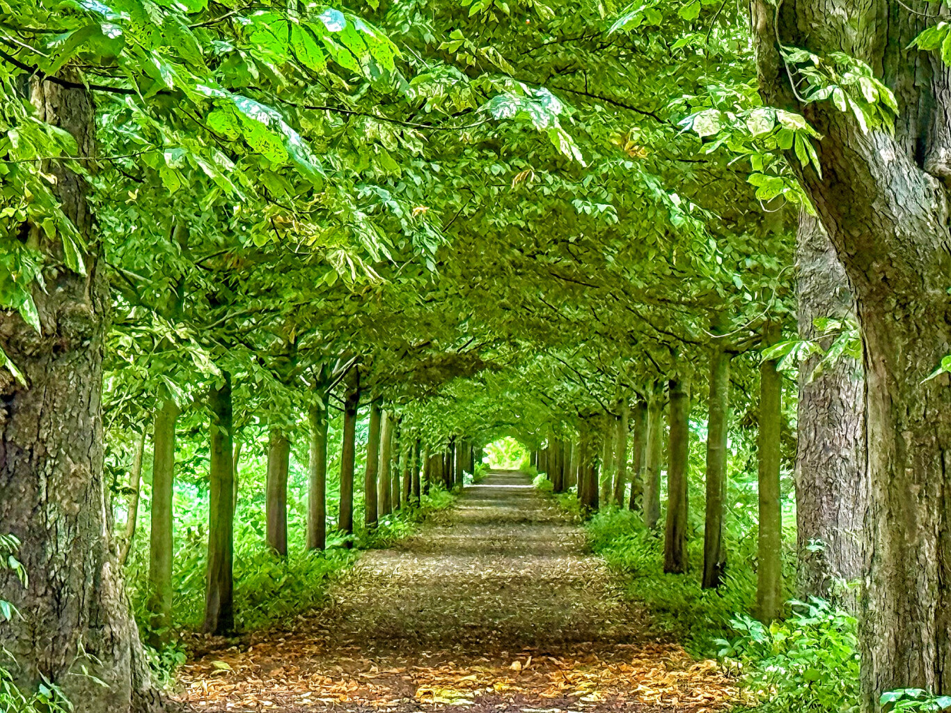 Kavelaer station - Geldern station · Maas-Niederrheinpad etappe 9