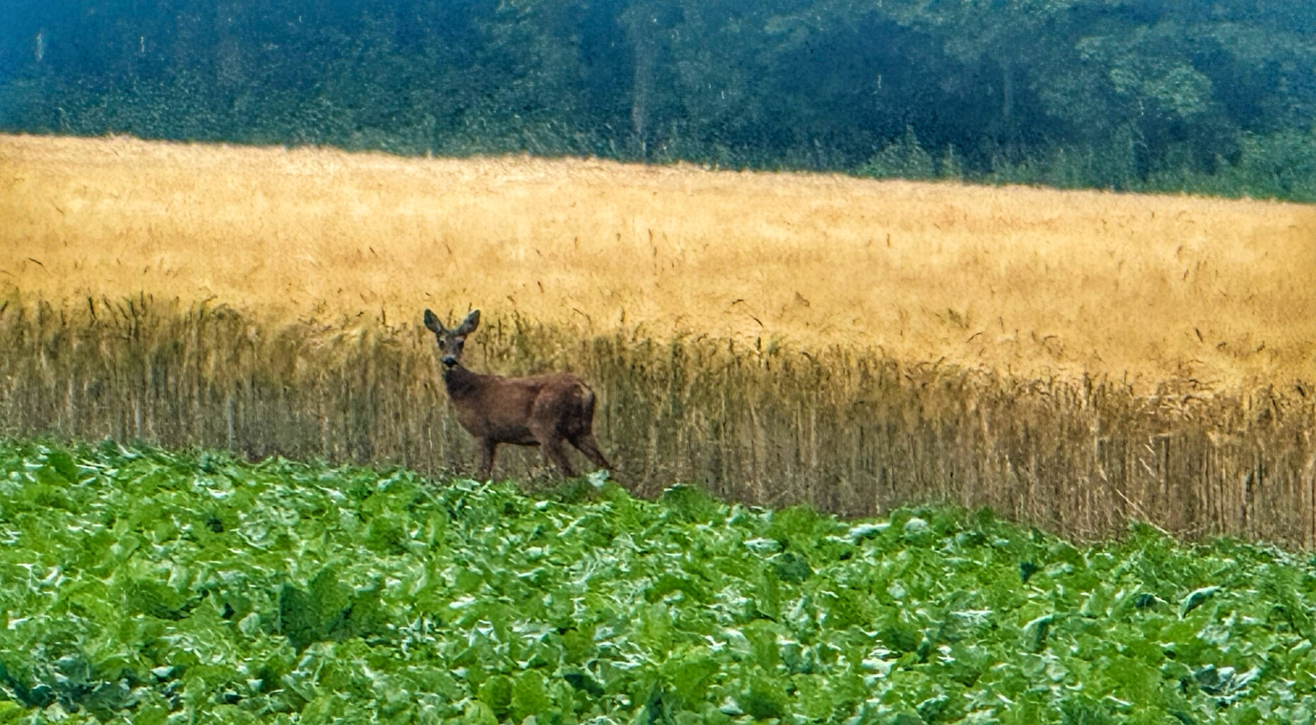 Kavelaer station - Geldern station · Maas-Niederrheinpad etappe 9