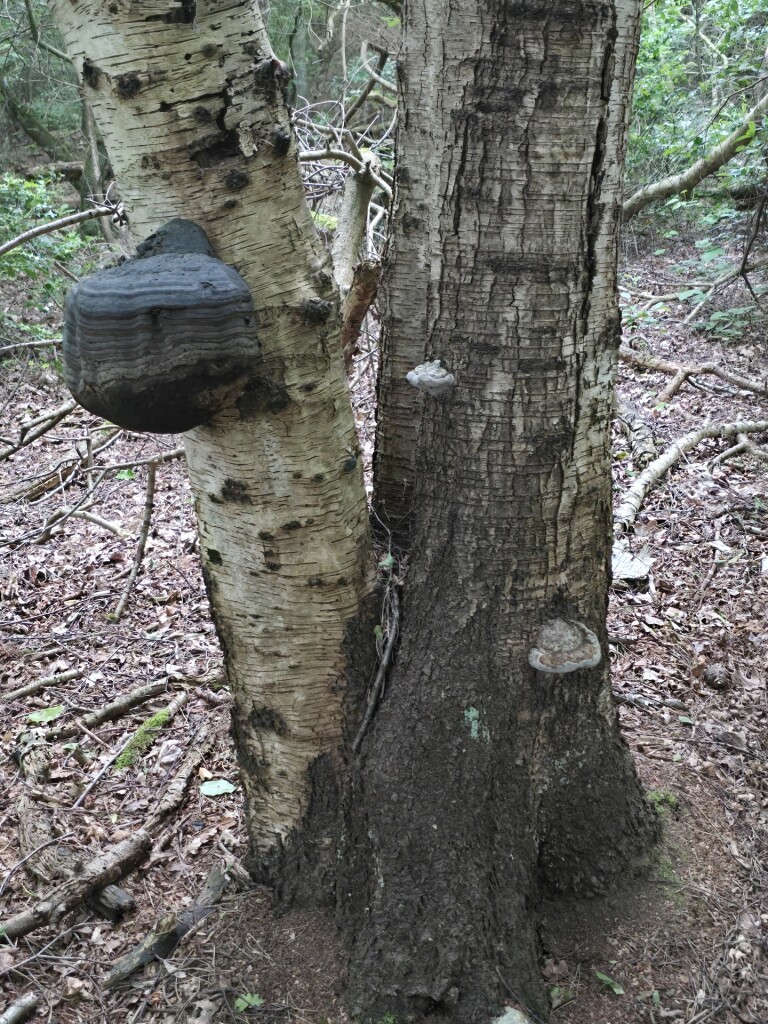 Leggelderveld en Blauwe meer