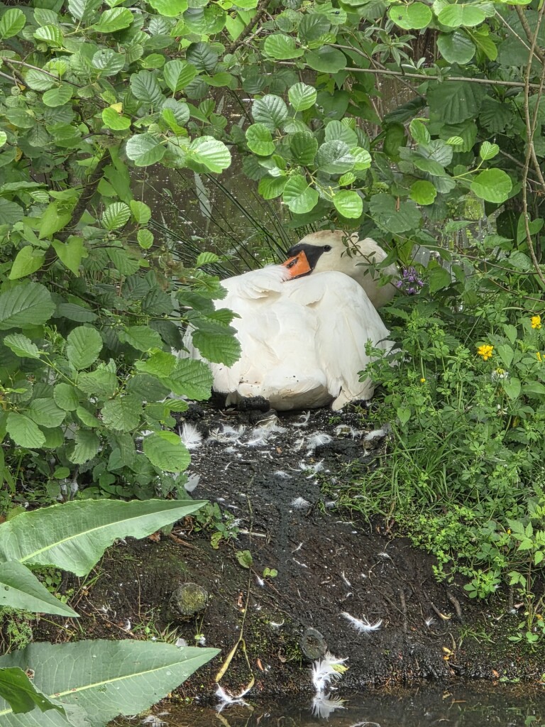 Mariaparochie - Paars