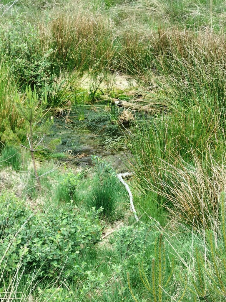 Poolshoogte Storytrails