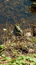 Wandelroute Leersumse Veld