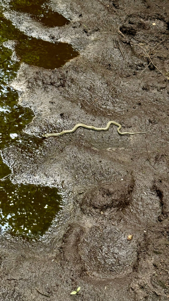 Wandelroute Leersumse Veld
