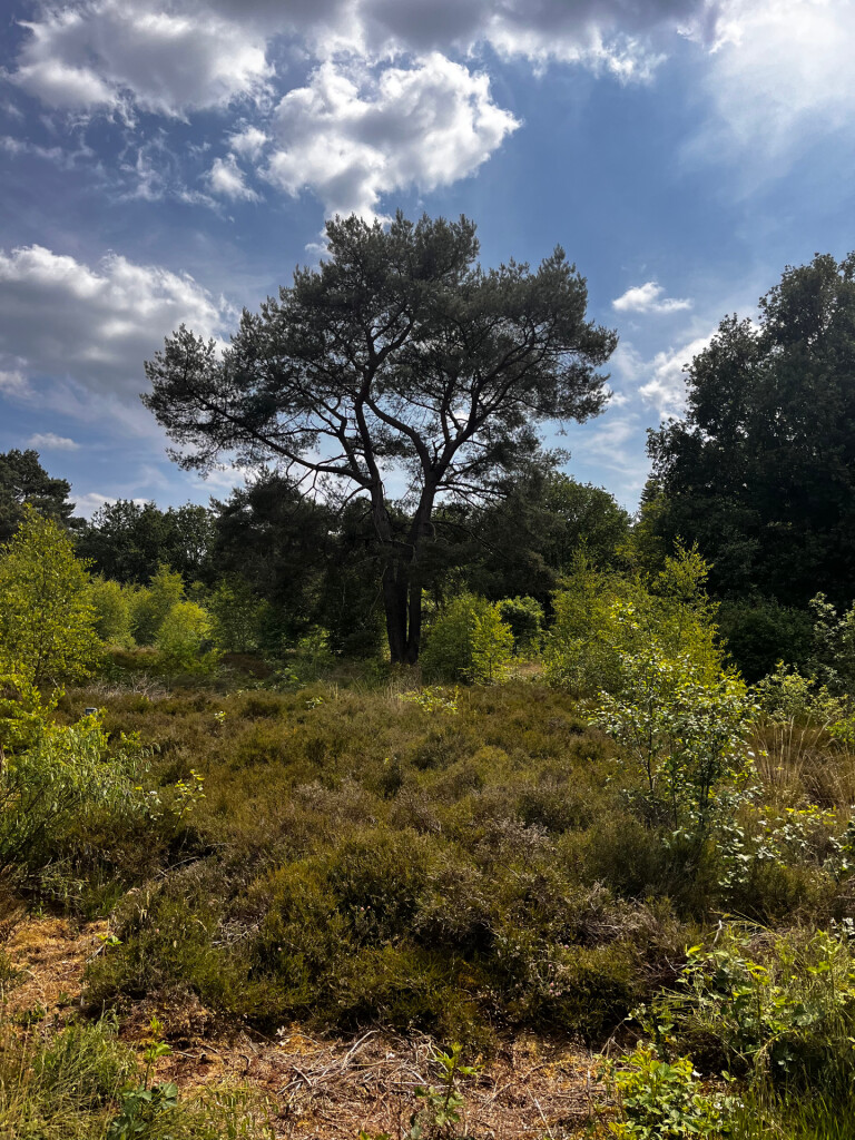 WMD wandelroute Gasselte