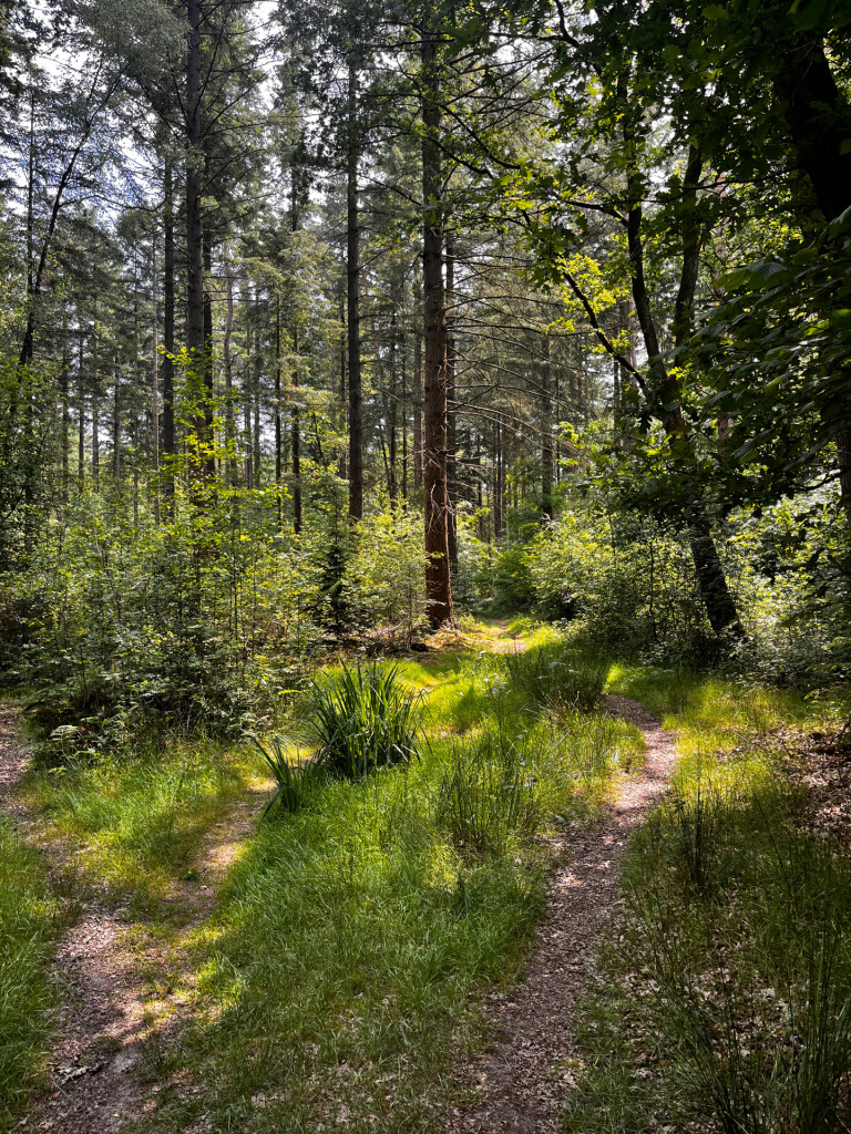 WMD wandelroute Gasselte