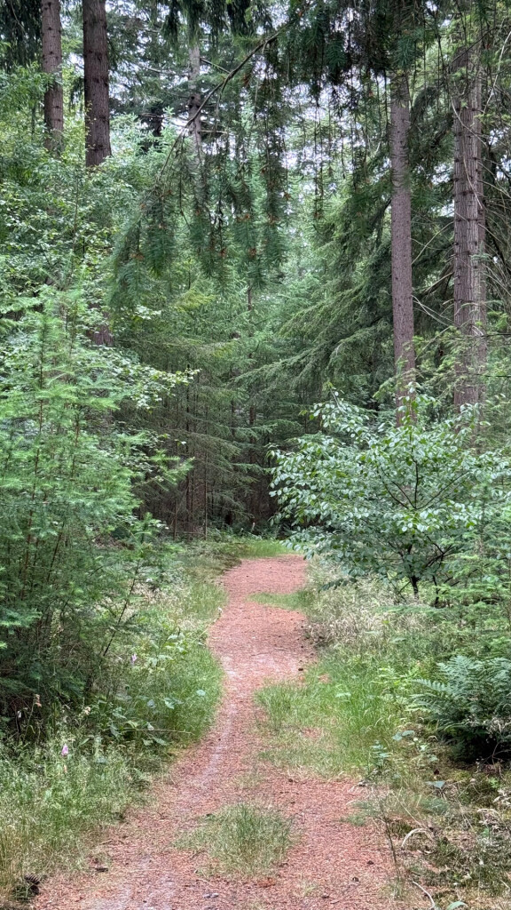 boswandeling kaapse bossen