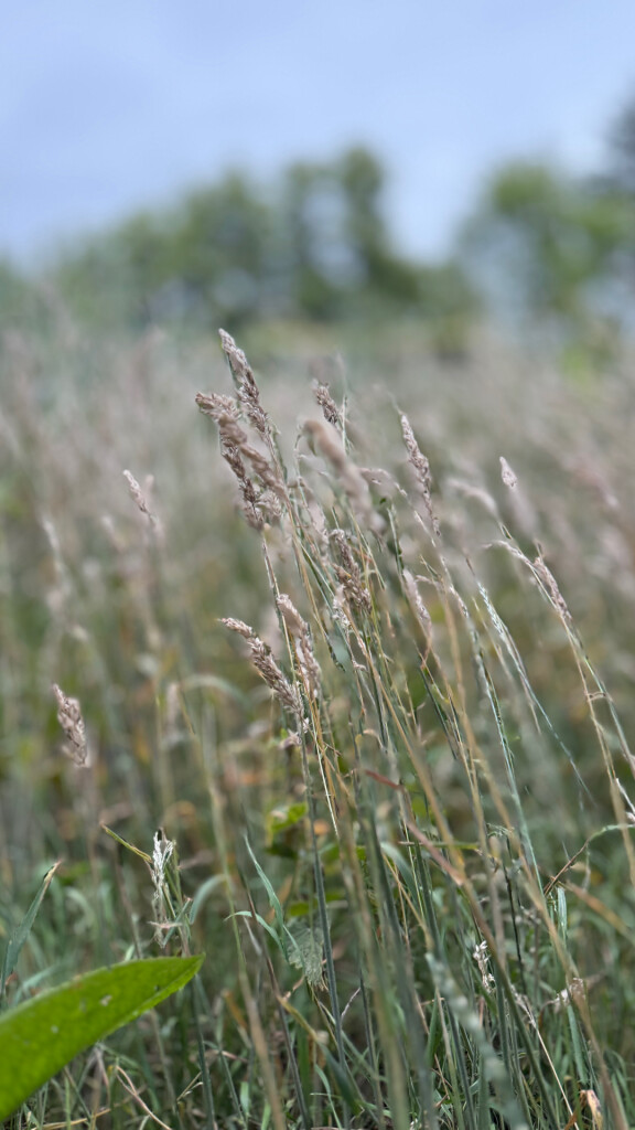 boswandeling kaapse bossen