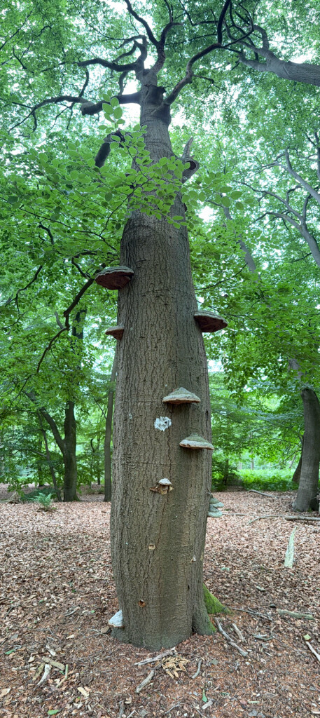 boswandeling kaapse bossen