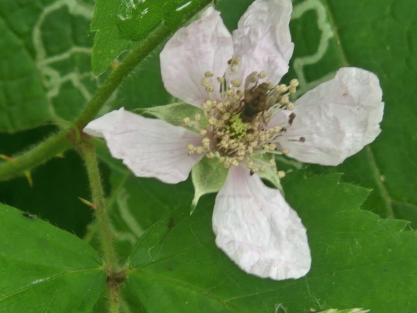 Fotowandeling door het Zwanenwater