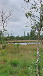 Dwingeloo - Ruinen · Roots Natuurpad etappe 10