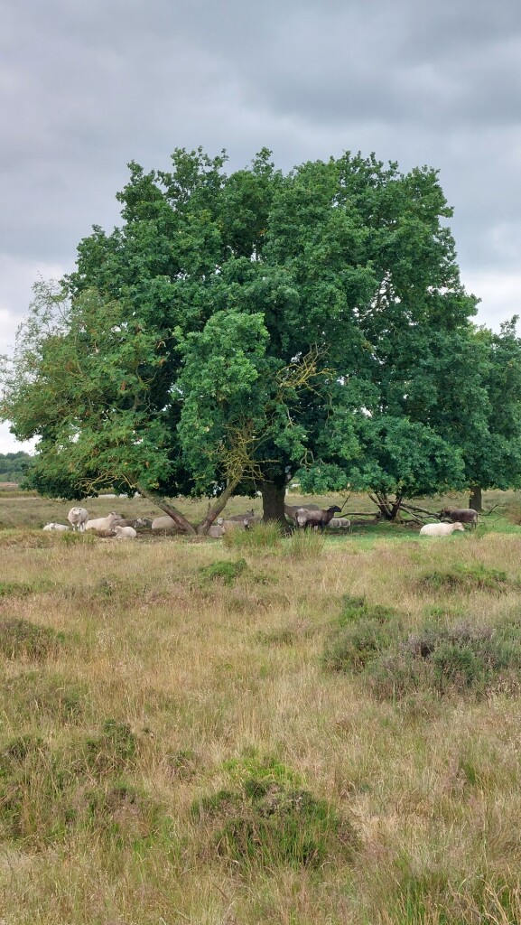 Hijken - Dwingeloo · Roots Natuurpad etappe 9