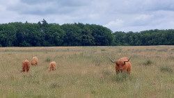 Hijken - Dwingeloo · Roots Natuurpad etappe 9
