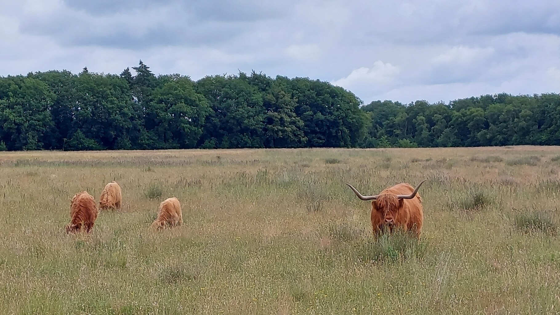 Hijken - Dwingeloo · Roots Natuurpad etappe 9