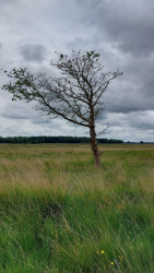 Hooghalen - Hijken · Roots Natuurpad etappe 8