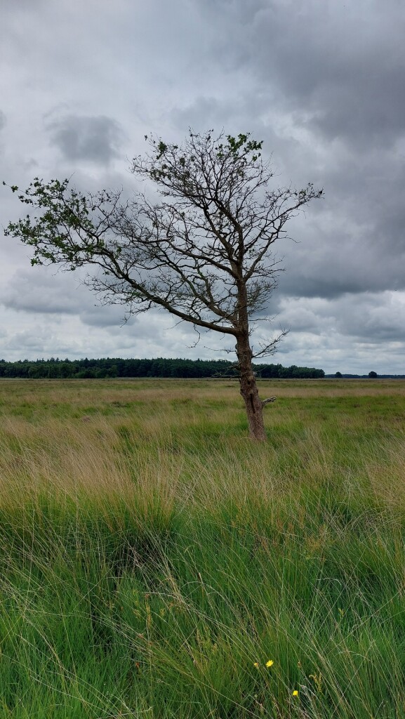 Hooghalen - Hijken · Roots Natuurpad etappe 8