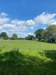 Nijrees - Groen
