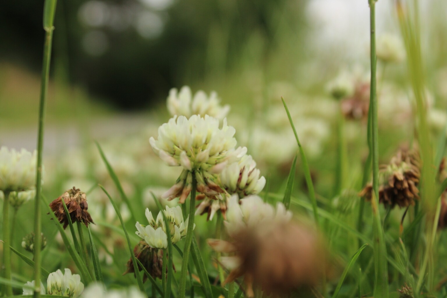 Rolstoelroute Mandefjild Bakkeveen