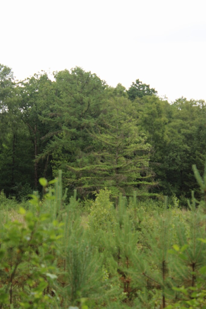 Rolstoelroute Mandefjild Bakkeveen