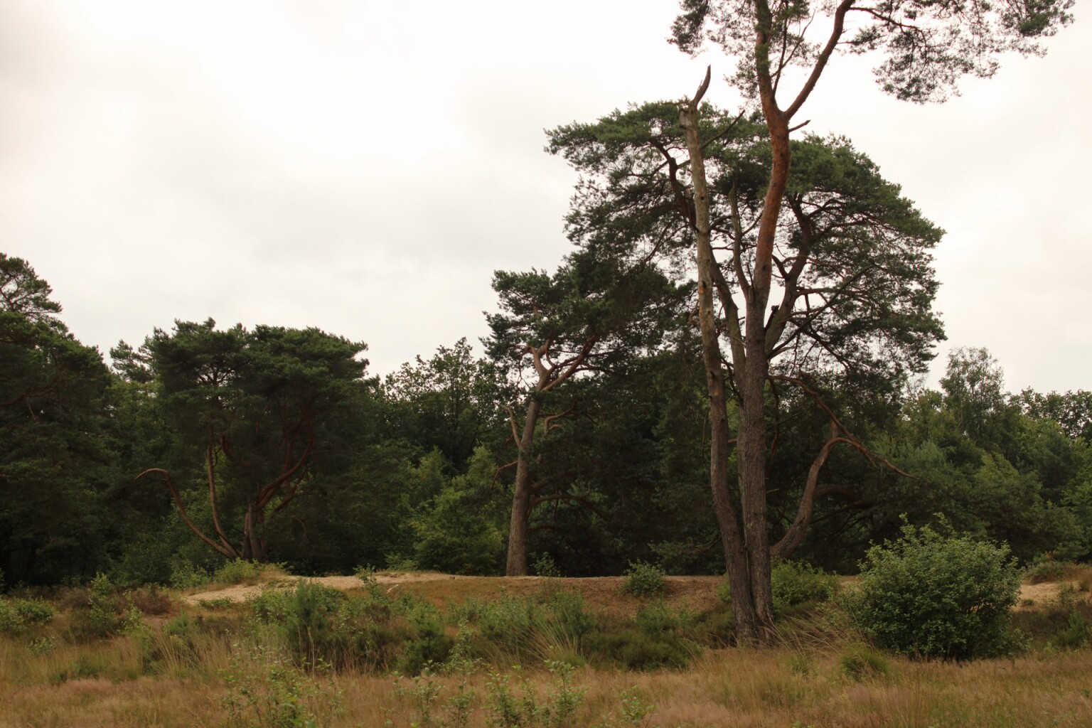 Rolstoelroute Mandefjild Bakkeveen