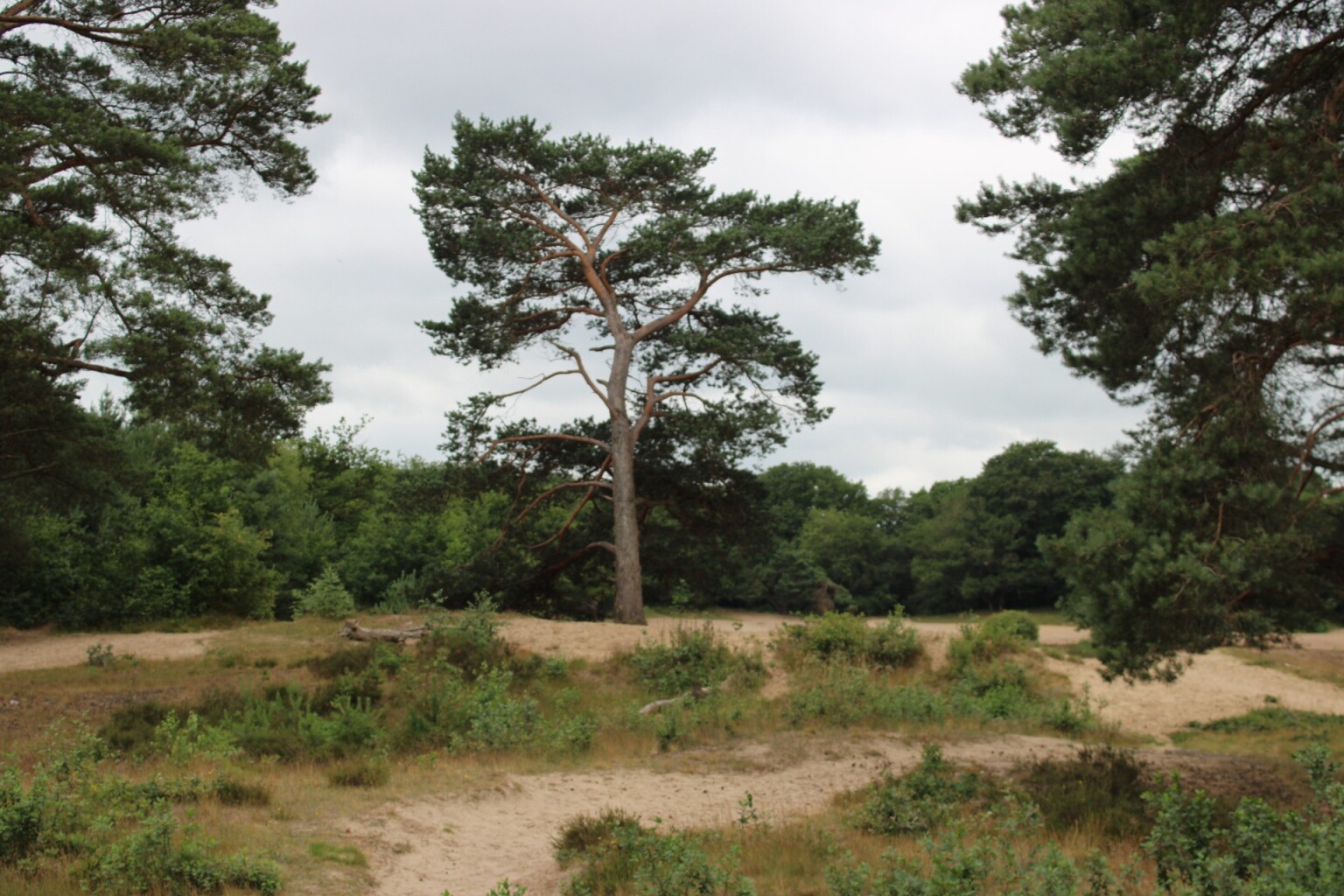 Rolstoelroute Mandefjild Bakkeveen
