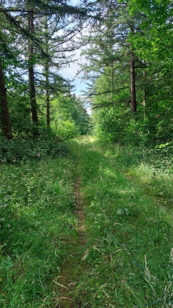 Ruinen - Zuidwolde · Roots Natuurpad etappe 11