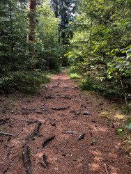 Wandelroute Beleef het bos