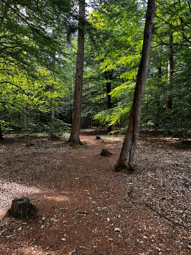 Wandelroute Beleef het bos