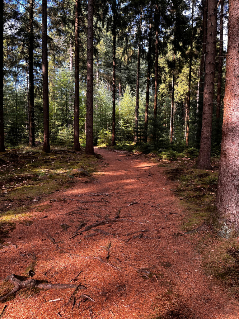 Wandelroute Beleef het bos